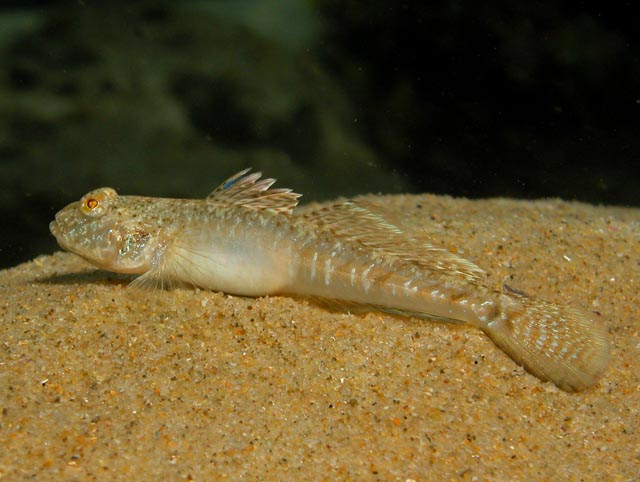 Favonigobius lateralis